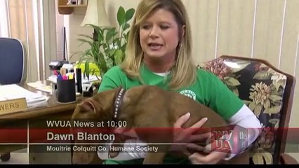 Questo è quello che accade se due cani di razza diversa  si accoppiano...