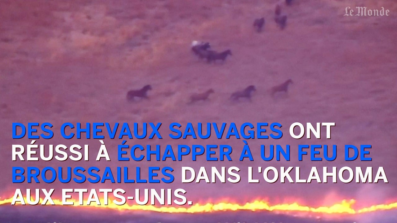Des chevaux aux prises d'un feu de broussailles
