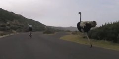 Increíble : ¡avestruz hace la carrera con dos ciclistas!
