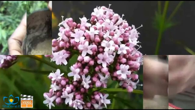 Ansia? Prova questi 7 rimedi naturali