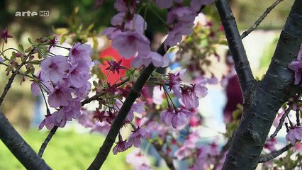 Sakura Ou Le Printemps Japonais 2012