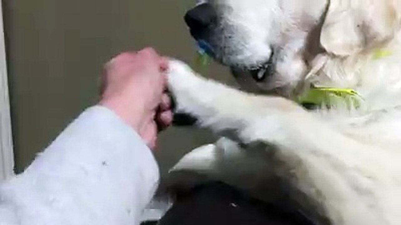 Vede il cane con il ciuccio in bocca...ma guardate quando cerca di toglierlo....