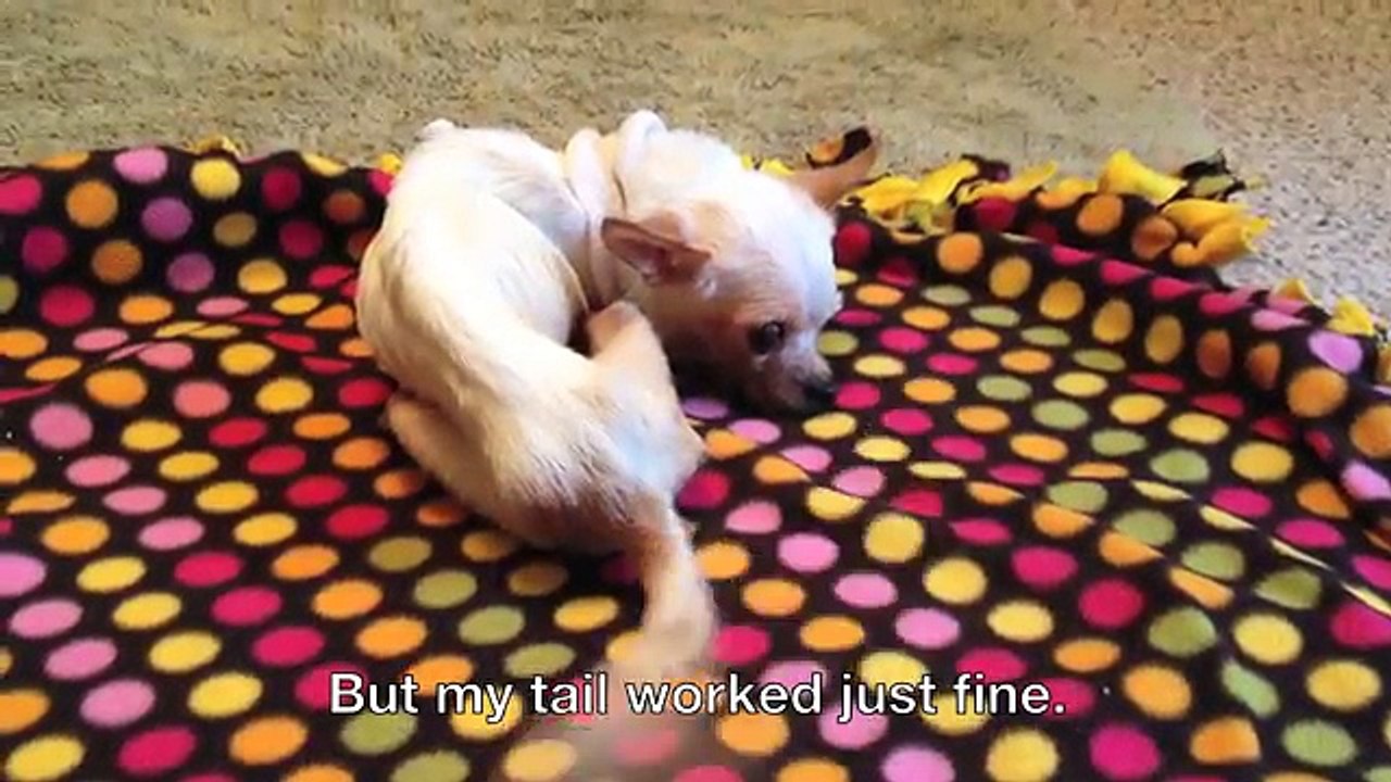 Quando l'hanno trovato non riusciva nemmeno a stare in piedi. Ecco la sua trasformazione!