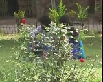 Cute indian couple kiss in park