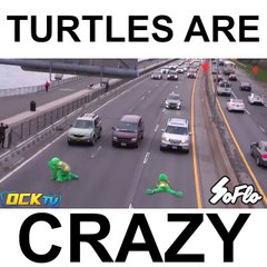 THIS IS WHY I LOVE TURTLES