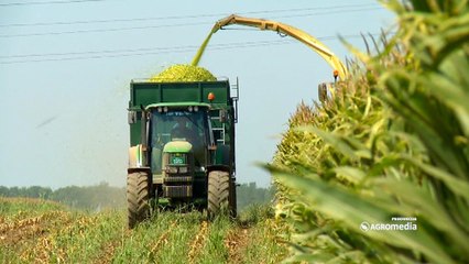 KWS hibridi kukuruza – Mikado_439_13.02.2016.