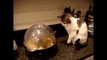 OMG! Cats on Youtube   Funny Cats - New Funny Cats Video - Funny Animals - Funny Videos