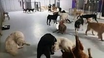 Doggie Daycare Boarding and Training in Springfield MO