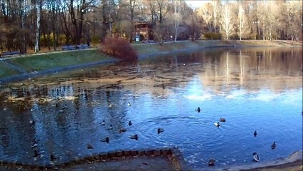 утки в городском пруду