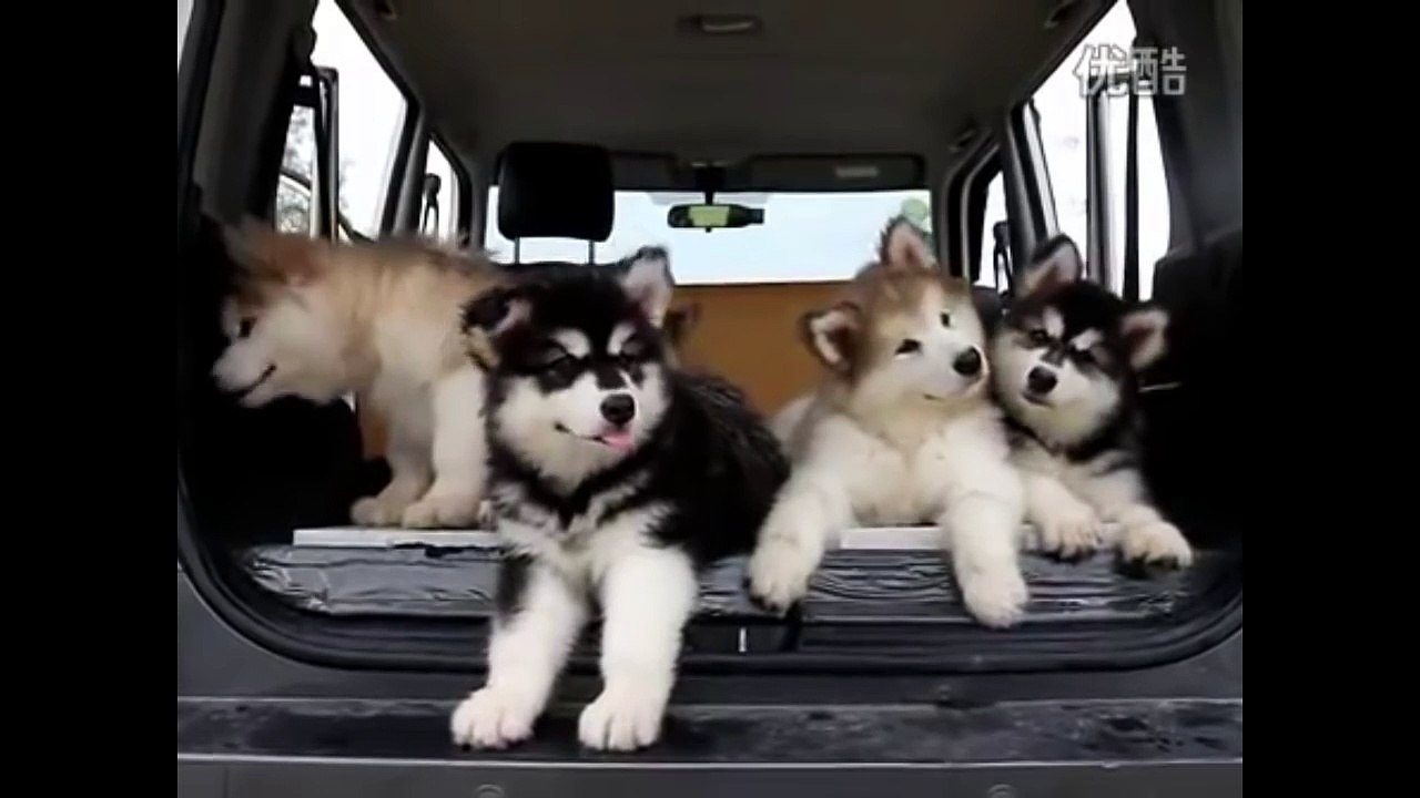 Милые щенки Маламута слушают музыку