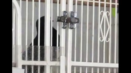 Мудрую птицу в клетке не удержать