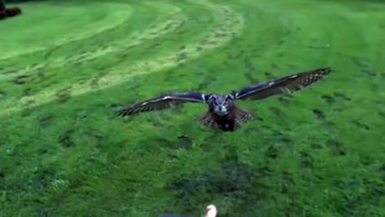 Нападение Филина на добычу, красивая съемка