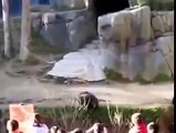 Обезьяны устроили жуткую драку в зоопарке