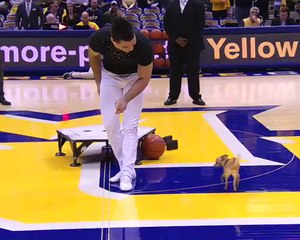 CUTE LITTLE DOG MOVES(MUST WATCH)!!