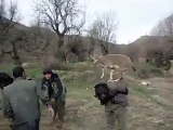 Nouveau jeu des soldats avec une chèvre au Kurdistan
