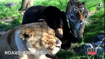Depuis 15 ans ce lion, ce tigre et cet ours sont inséparables