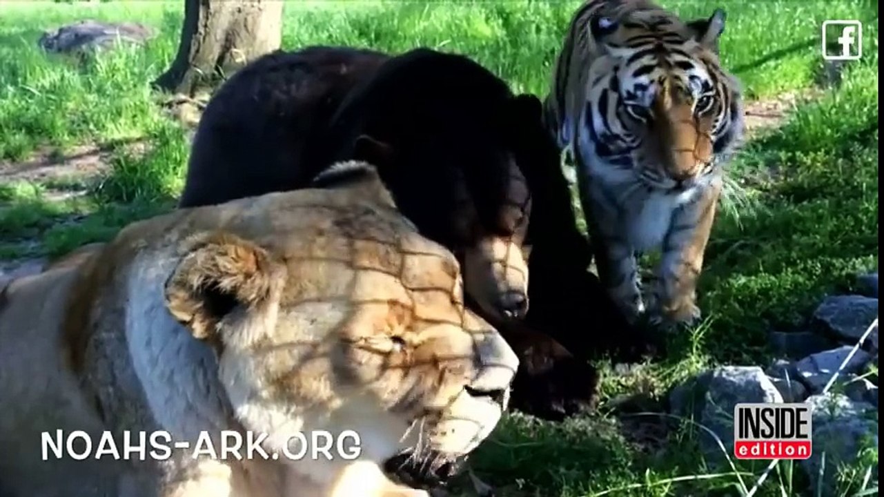 Depuis 15 ans ce lion, ce tigre et cet ours sont inséparables