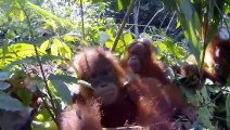 A sumatra, un biologiste a confié une GoPro à des orangs-outans