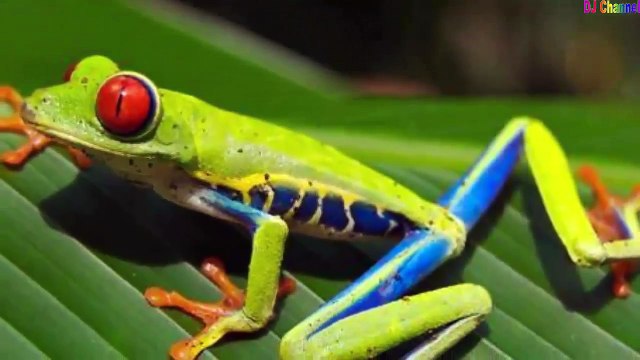 Con mèo trèo cây cau - Nhạc thiếu nhi vui nhộn hay nhất