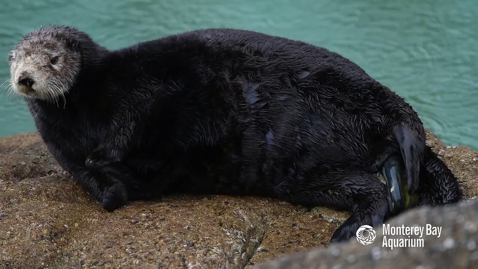 Naissance D Un Bebe Loutre Video Dailymotion