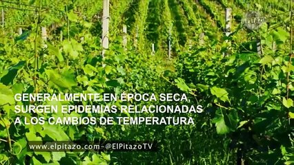 Estas son las enfermedades que podrían surgir en temporada de sequía