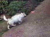 Cómo se rasca un perro de lepe