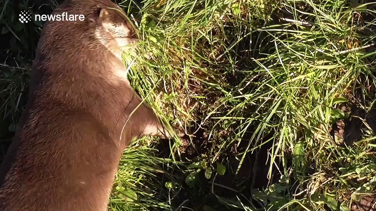 Otter filmed collecting grass presumably to build nest