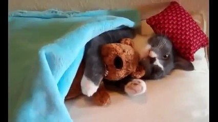 En Komik Kedi Videoları   Kesin izle