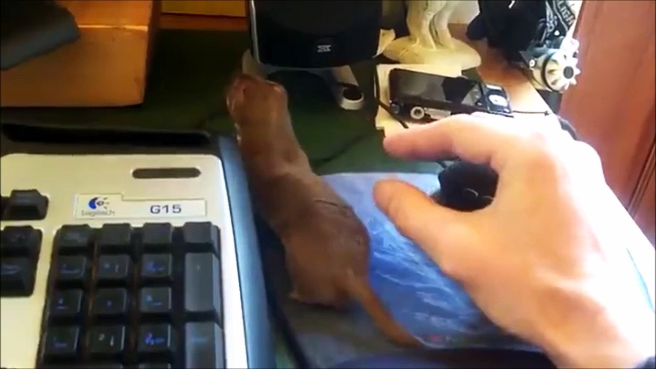 Un bébé furet trop mignon empêche son maitre d'utiliser sa souris d'ordinateur