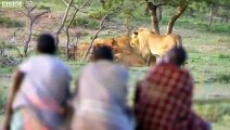 Aslanların Yemeğini Çalan Korkusuz Afrikalılar Yok Böyle Bir