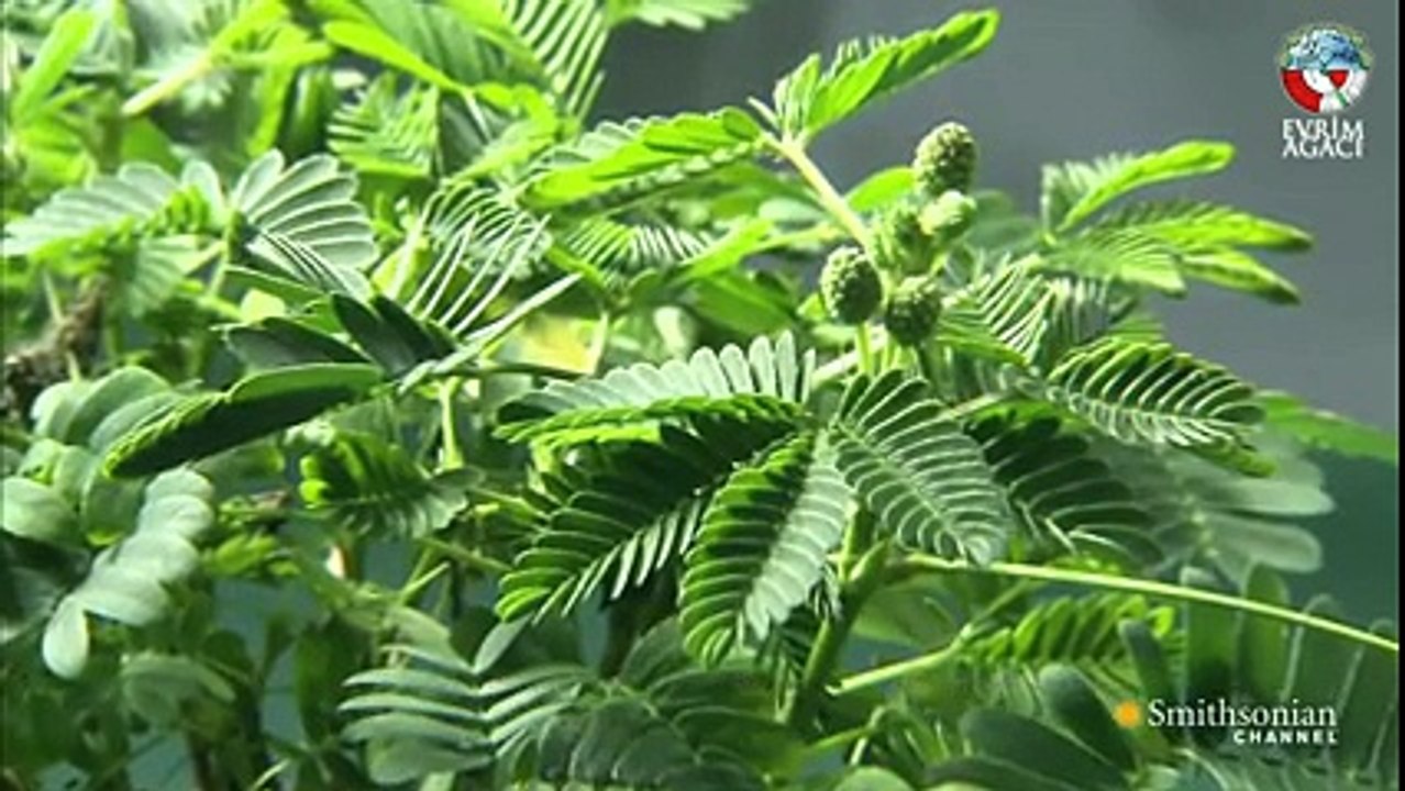 Bitkilerin Tehlikeye ve Acıya Karşı Verdiği Tepki Yok Böyle