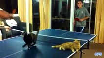 Cats Playing Ping Pong Compilation