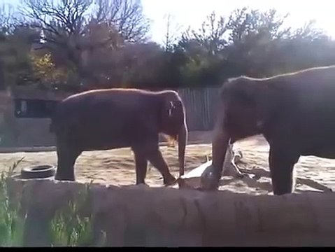 Не смог сломать палку