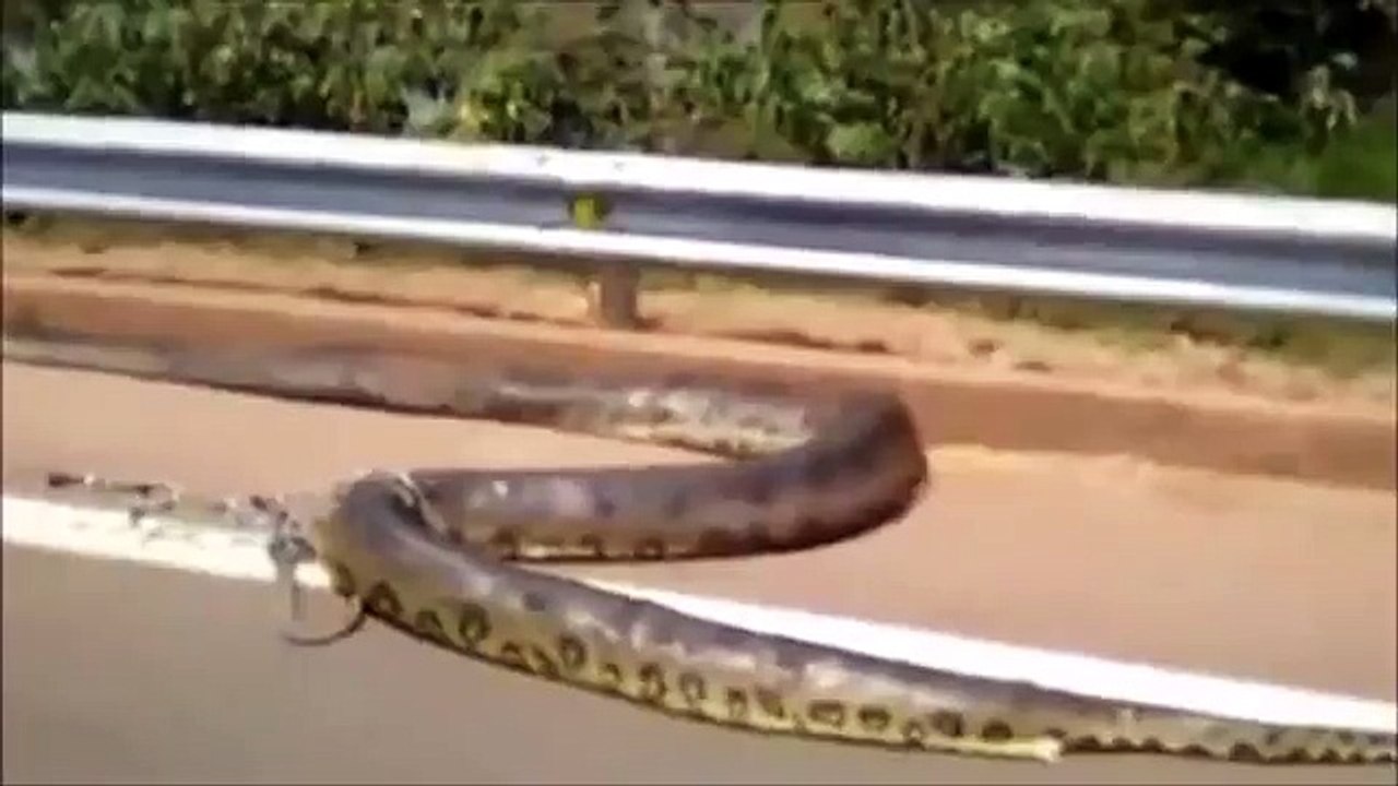 Giant Anaconda - Part 29