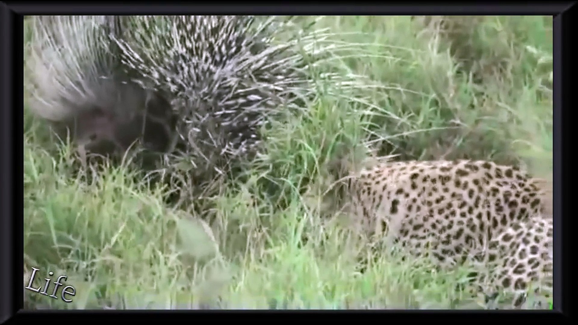 Porcupine fighting leopard and lion