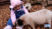 Cute Mini Pigs Compilation