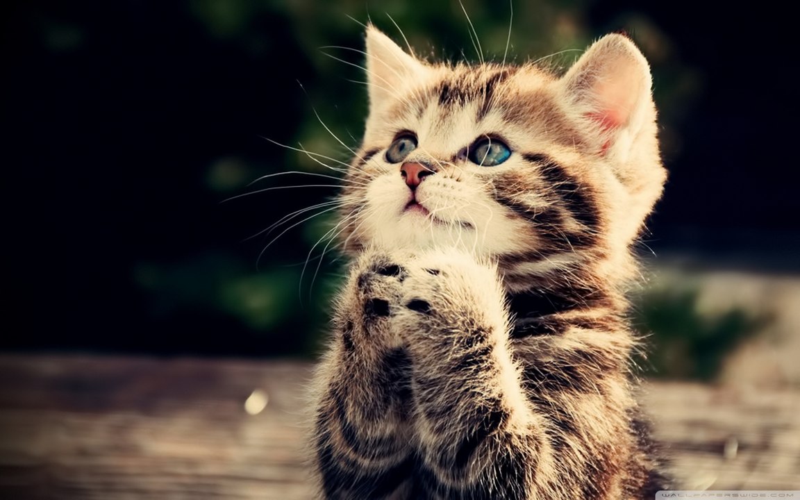 Chats Stupides Drôles - Mignon Et Drôle De Chat Échouent Compilation