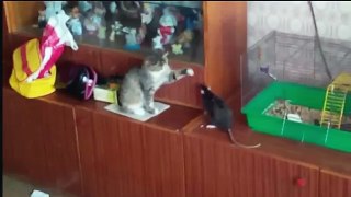 Кошка против мрысы