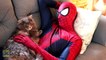 Spiderman vs Venom in Real Life! Red & Blue Spiderman Battles Venom Superhero Movie