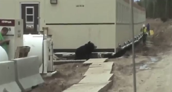 La blague de l'ours sur un chantier