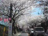 桜（ＬＯＶＥ）