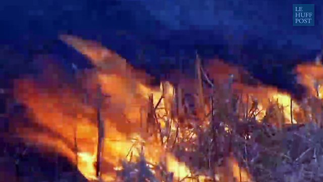 Des chevaux sauvages échappent à un incendie