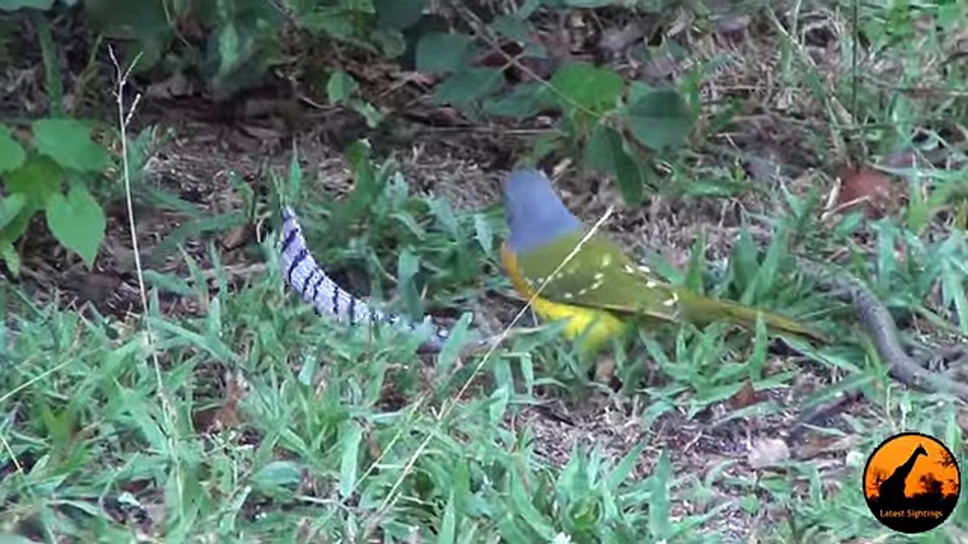 Bird vs Snake Latest Sightings 2016 top songs 2016 best songs new songs upcoming songs latest songs 