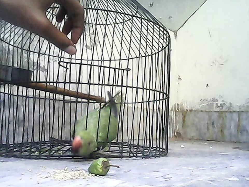 parrot talking 1