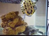 My Turtles' Pet Rock