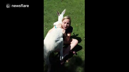 Kangaroo hugs student like a person