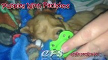 Puppies With Pacifiers Compilation