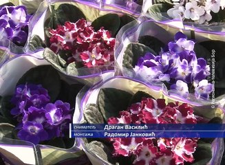 Dan žena, 08. mart 2016. (RTV Bor)