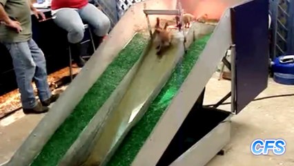 Ducklings on Slides Compilation