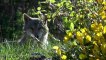 Lozère : des loups s'échappent d'un parc scientifique
